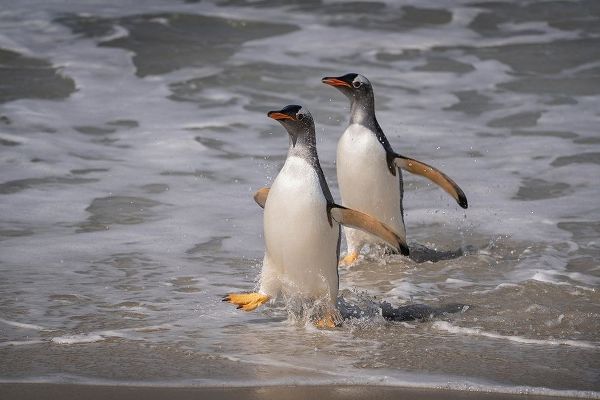 Falkland Islands-Grave Cove Gentoo penguins returning from ocean